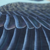 Шаль лазурный Какаду (Blue Cockatoo)