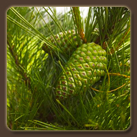 Африканская сосна (African Pine)