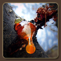 ����� � ������������� �������� �������� �������, ������������ ������ ��� ���������� �������� � �������������� ��� �������� ����� ��� ����������. ����� ���������� �� ����������������� � ���-�����, �� ���������� ��������, �� ������, ��� � ������� �������� Dammara orientalis, �� ������ � ������ �������� ����������� �������� � ������� ����������� ������ ���������� ���, ����������� ����� ��������� ���� � ������������ ���������� �����...<br />