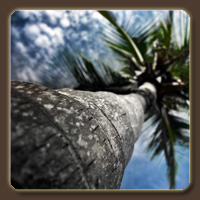Костяная пальма (Ivory Palm)