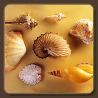 Морская раковина (Sea Shell)