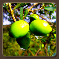 Плод оливы — костянка чаще всего удлинённо-овальной формы длиной от 0,7 до 4 сантиметров и диаметром от 1 до 2 сантиметров, с заострённым или тупым носиком, с мясистым околоплодником, содержащим масло. Окраска мякоти плода зелёная, переходящая при созревании его в чёрный или темно-фиолетовый цвет, часто с интенсивным восковым налётом. Косточка очень плотная, с бороздчатой поверхностью.