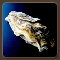 Раковина устрицы (Oyster Shell)