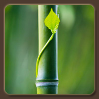 Бамбук (лат. Bambusoideae) - вечнозеленое жизнестойкое растение. Бамбук относится к семейству злаковых. Цвет бамбука - золотисто- соломенный. Бамбук имеет одеревеневший стебель, который внешне очень похож соломину. Растущий бамбук символизирует неумирающую любовь, верность, надежность и хорошую удачу семьи. Это символ постоянного роста, власти, крепкого здоровья всей семьи. Один из наиболее мощных символов долголетия...