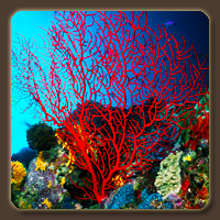 Коралл (Coral)